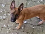 Malinois