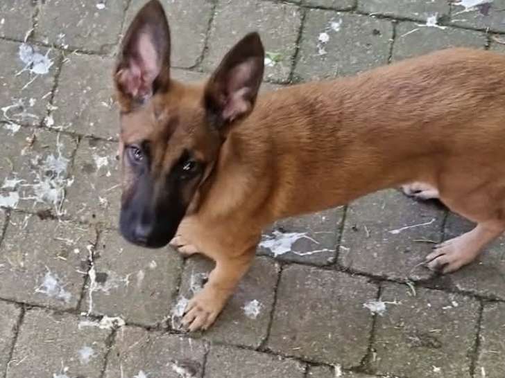 Malinois
