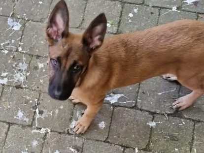 Malinois