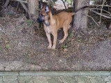 Malinois