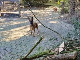 Malinois