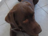 Mâle Labrador chocolat disponible pour saillie