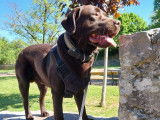 Mâle Labrador chocolat disponible pour saillie