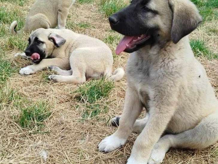 Chiots de type Kangal à vendre (2 femelles & 2 mâles)