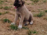 Chiots de type Kangal à vendre (2 femelles & 2 mâles)