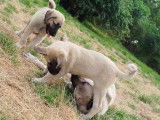Chiots de type Kangal à vendre (2 femelles & 2 mâles)