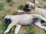 Chiots de type Kangal à vendre (2 femelles & 2 mâles)