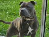 Mâle Staffordshire Bull Terrier LOF confirmé disponible pour saillie