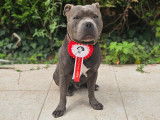 Mâle Staffordshire Bull Terrier LOF confirmé disponible pour saillie