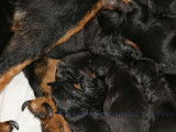 Superbes chiots Beauceron LOF à vendre