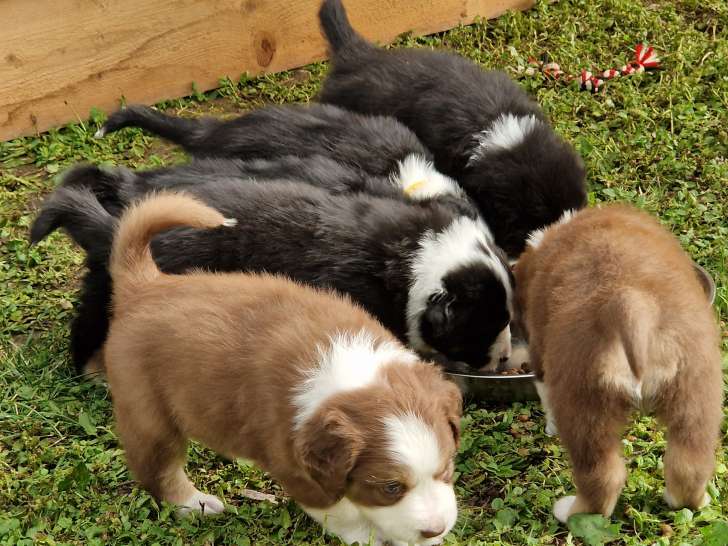Chiots Berger Australien sans pedigree à vendre