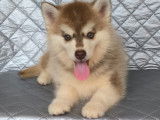 Chiots Pomsky de lign&eacute;e russe &agrave; vendre