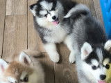 Chiots Pomsky de lign&eacute;e russe &agrave; vendre