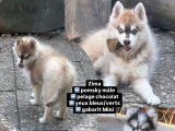 Chiots Pomsky de lign&eacute;e russe &agrave; vendre