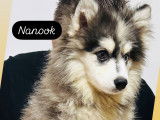 Chiots Pomsky de lign&eacute;e russe &agrave; vendre
