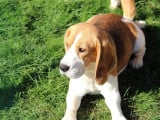 Femelles Beagle retraitées à vendre