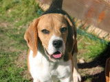 Femelles Beagle retraitées à vendre