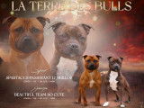 Chiots Staffordshire Bull Terrier à réserver