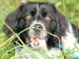 Sirius, chien à adopter
