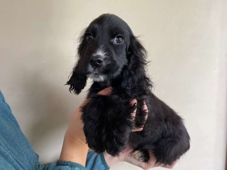 Chiots Cocker Anglais noirs à vendre