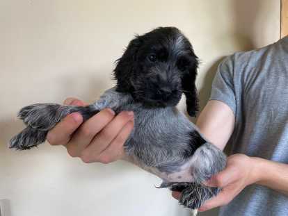 Chiot Cocker Anglais bleu rouan