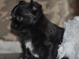 Chiots Chihuahua LOF à poil long à vendre