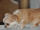 Chiots Chihuahua LOF à poil long à vendre