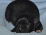Chiots Chihuahua LOF à poil long à vendre