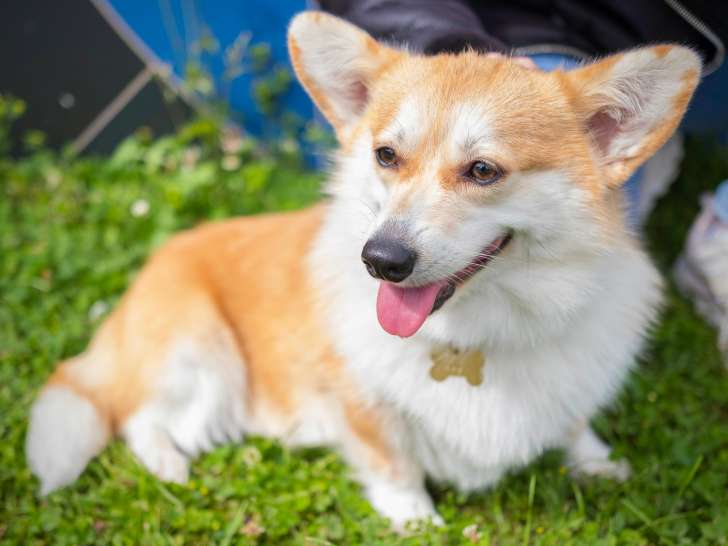 Femelle Corgi Pembroke de 1 an à vendre
