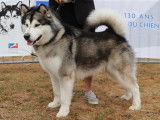 Le père: "AMAROK" Ch. Kenny del Biagio, champion de France de Conformité au standard (SCC)