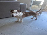 Donne jeune chien Jack Russel croisé Griffon