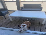 Donne jeune chien Jack Russel croisé Griffon