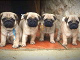 3 Chiots Carlin males LOF sables masque noir nes le 24/07