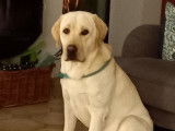 Mâle Labrador Retriever disponible pour saillie