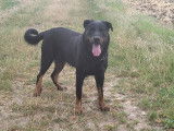 Mâle Beauceron disponible pour saillie