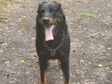 Mâle Beauceron disponible pour saillie