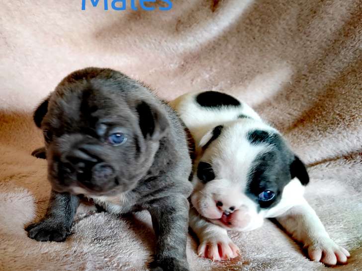 Chiots Bouledogues Francais à vendre