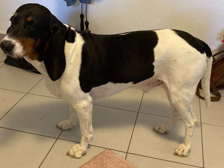 Mâle Chien Courant Bernois disponible pour saillie