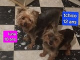 Chienne Yorkshire Terrier en quête d'un foyer