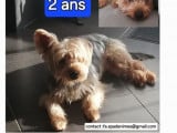 Adoption disponible : chien Yorkshire Terrier de 2 ans