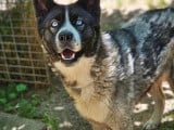 À adopter, chienne Husky Sibérien gris et blanc