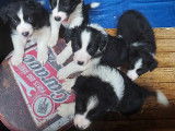 Portée de Border Collies à vendre