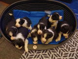 Portée de Border Collies à vendre