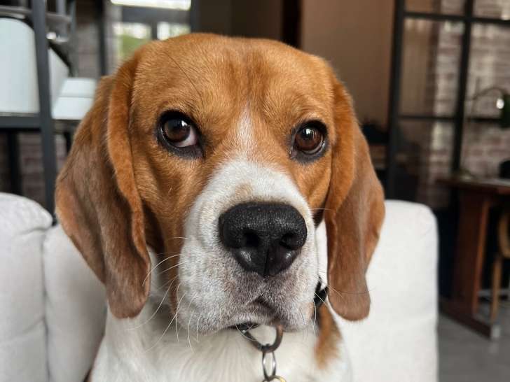 Mâle Beagle disponible pour saillie