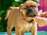 Magnifiques chiots de race Bulldog Continental à vendre