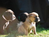 Magnifiques chiots de race Bulldog Continental à vendre