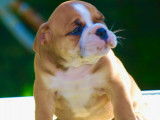 Magnifiques chiots de race Bulldog Continental à vendre