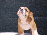 Magnifiques chiots de race Bulldog Continental à vendre