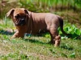 Magnifiques chiots de race Bulldog Continental à vendre