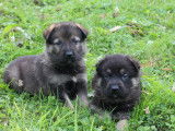 Chiots Berger Allemand d'origine travail à vendre
